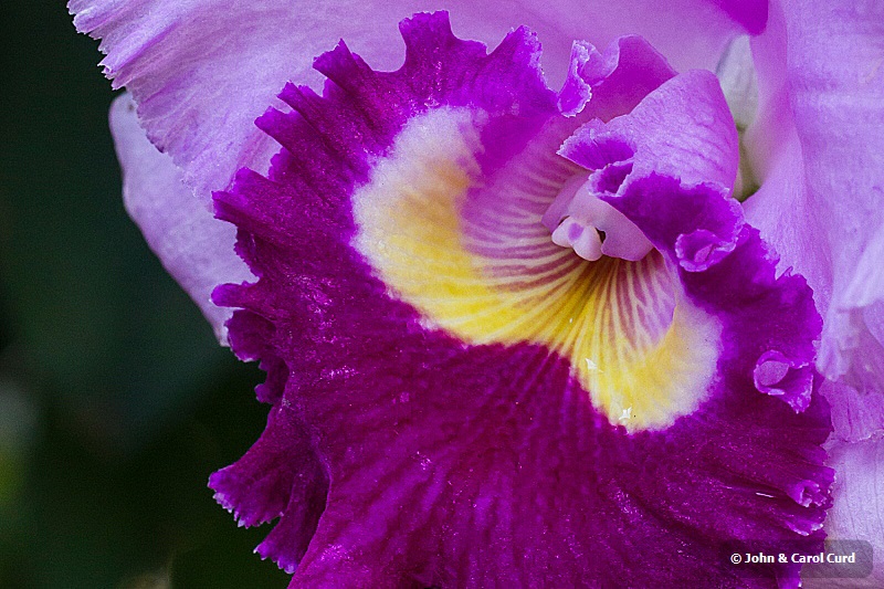 _MG_5284 Orchid.JPG